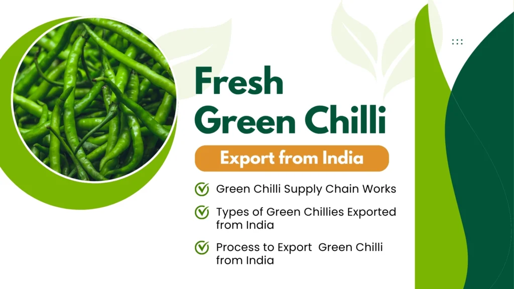 Fresh Green Chilli Export from India