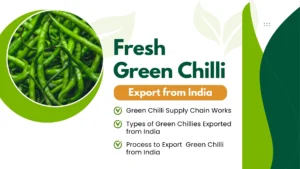 Fresh Green Chilli Export from India to the Global Market